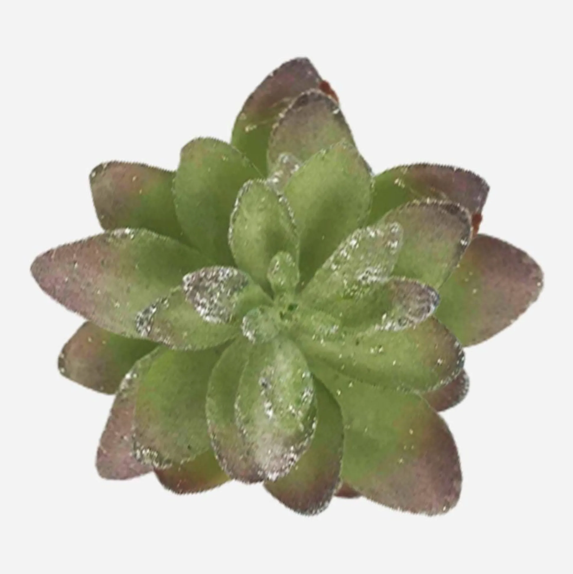 Cactus Succulent Clip Green/Silver Lrg