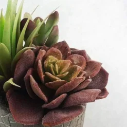 Cactus Succulent Set In Pot