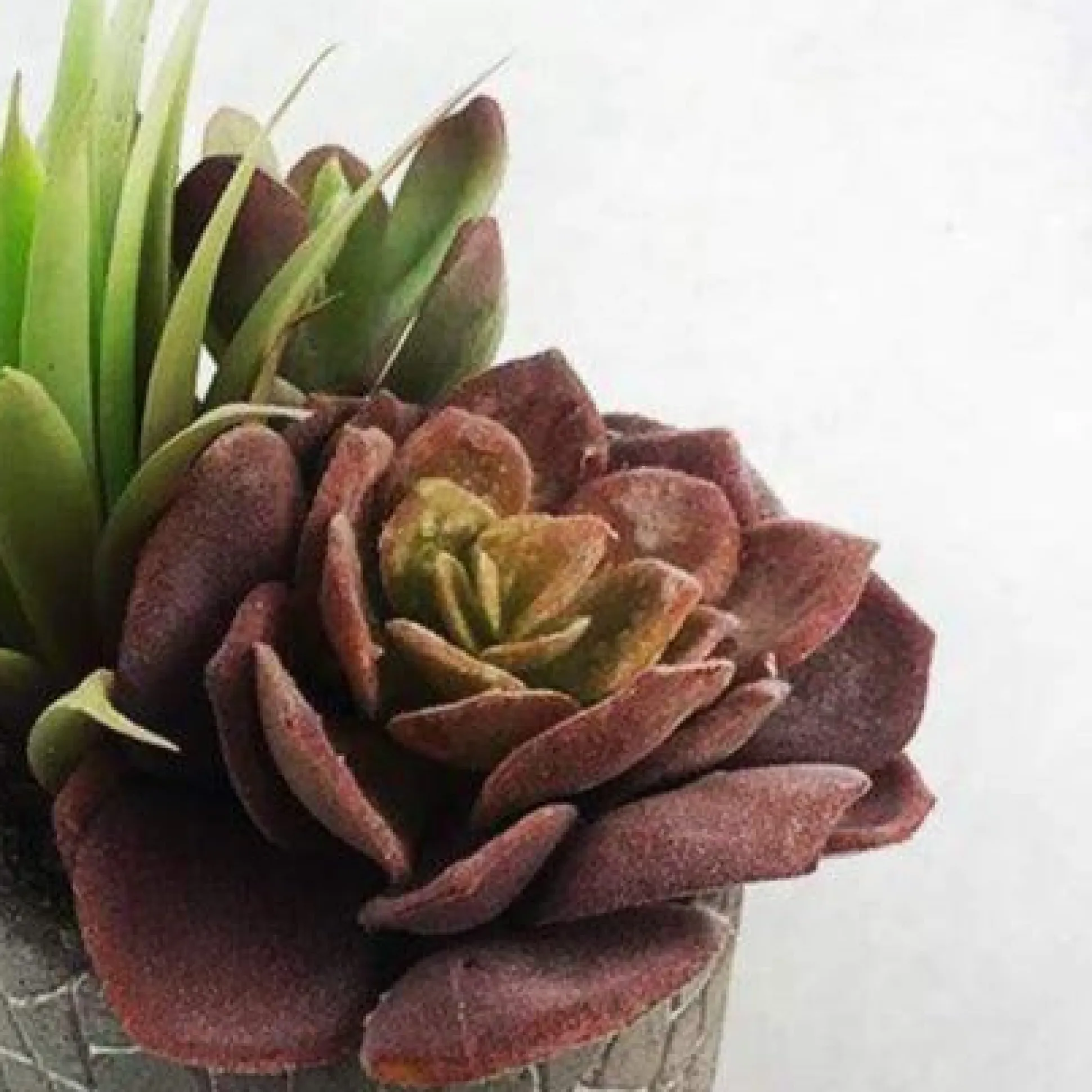 Cactus Succulent Set In Pot
