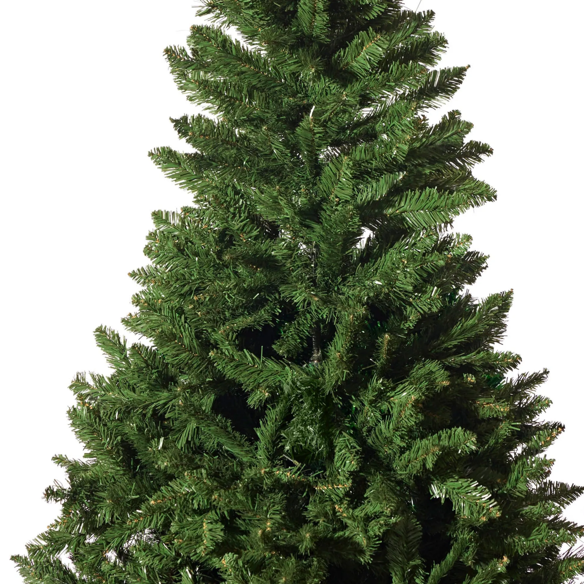 Radiata Pine Tree 5Ft (1.5M)
