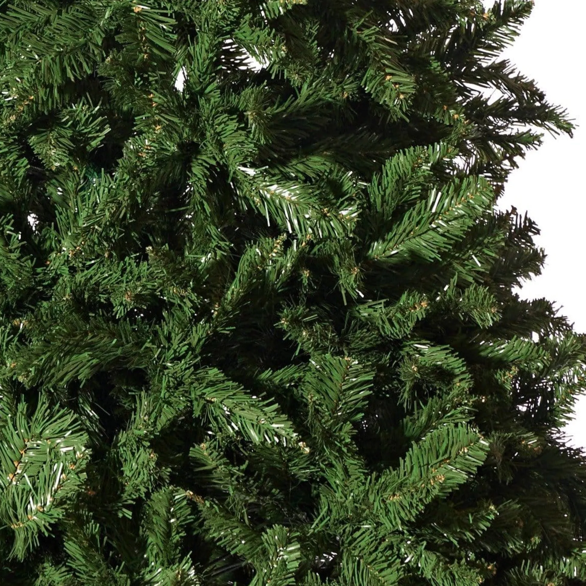 Radiata Pine Tree 7Ft (2.1M)