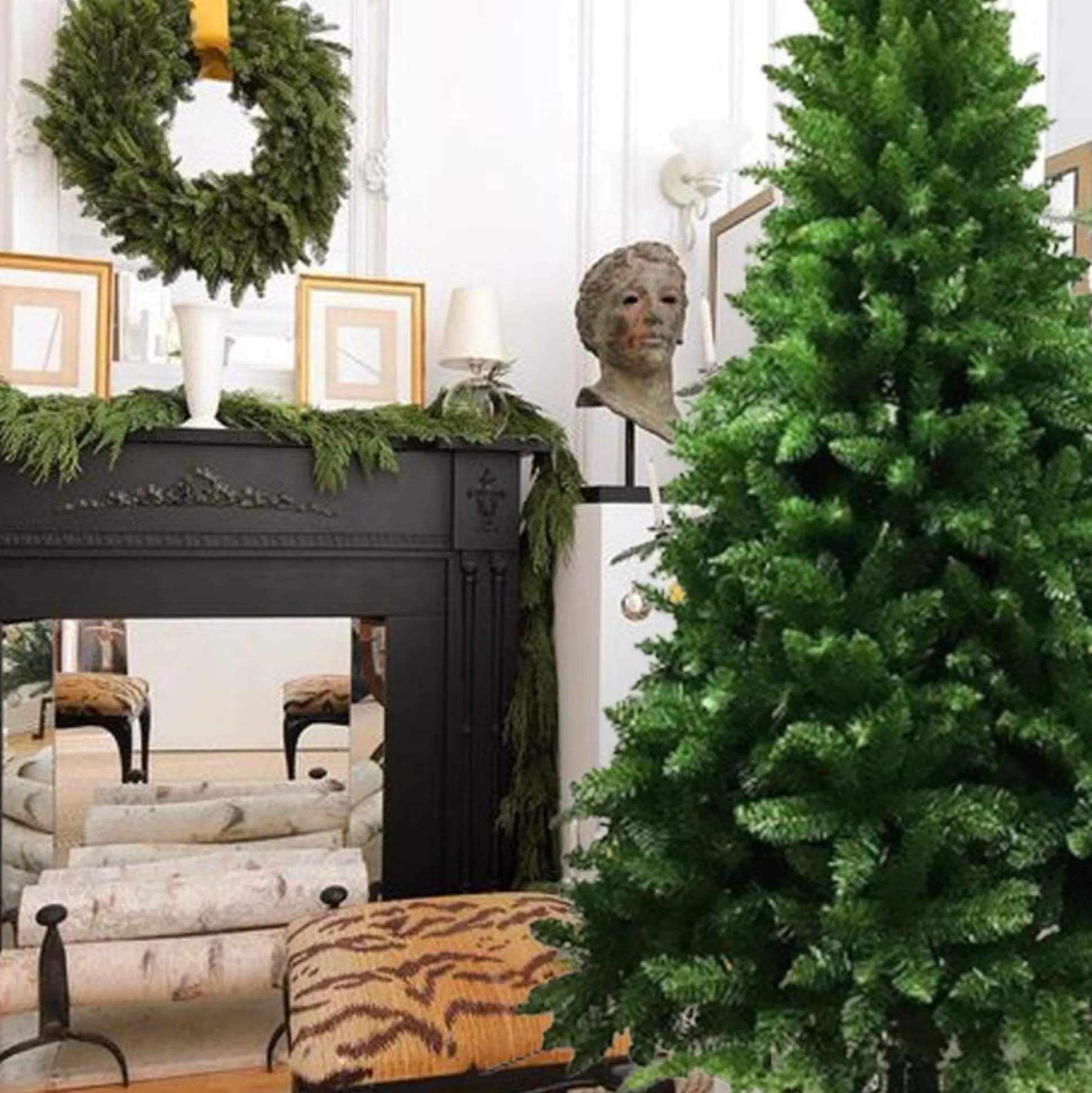 Radiata Pine Tree 7Ft (2.1M)
